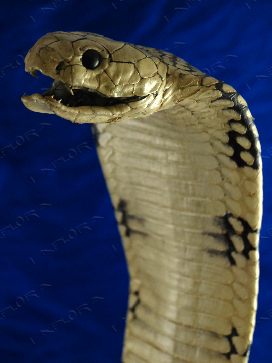 King Cobra Mount Taxidermy,13.5 ft Snake, Medium