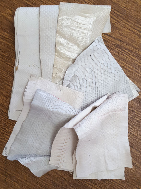 Snakeskins Snake Skin Scraps Pieces Assorted White