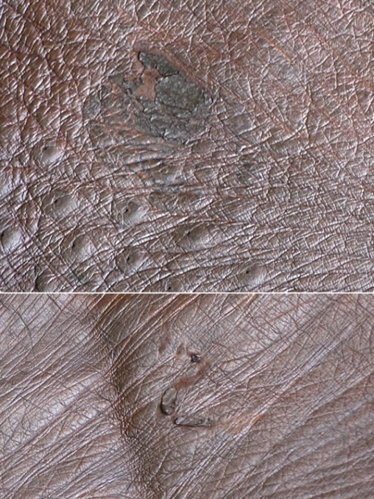 Implora Ostrich Skin Dark Brown 68x58 in