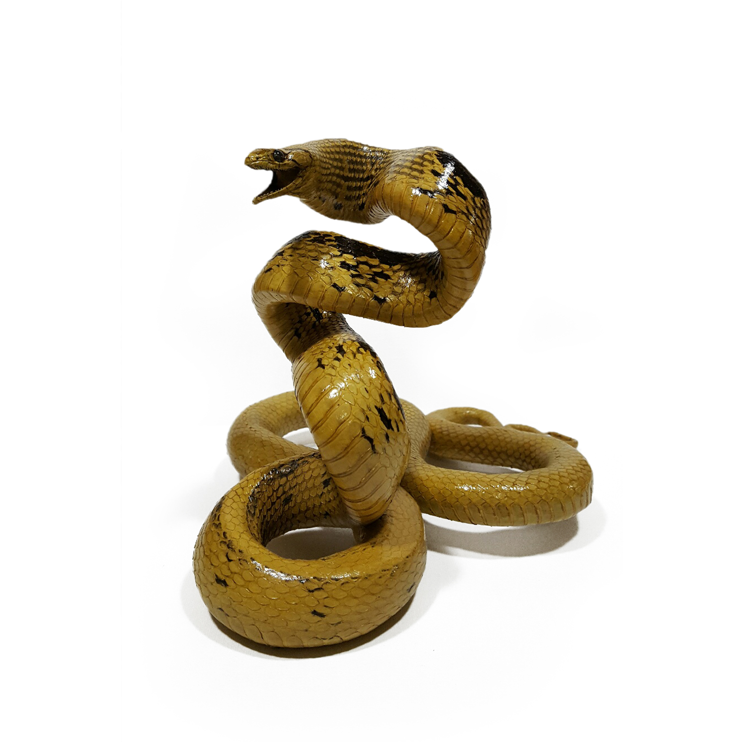Copperhead Racer Snake Watching Style Taxidermy Mount