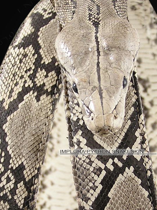 Implora Natural Python Head Snake Belt