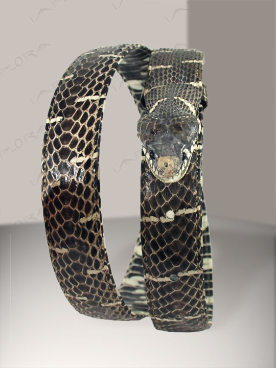 Leather Implora Natural Mangrove Head Snake Belt