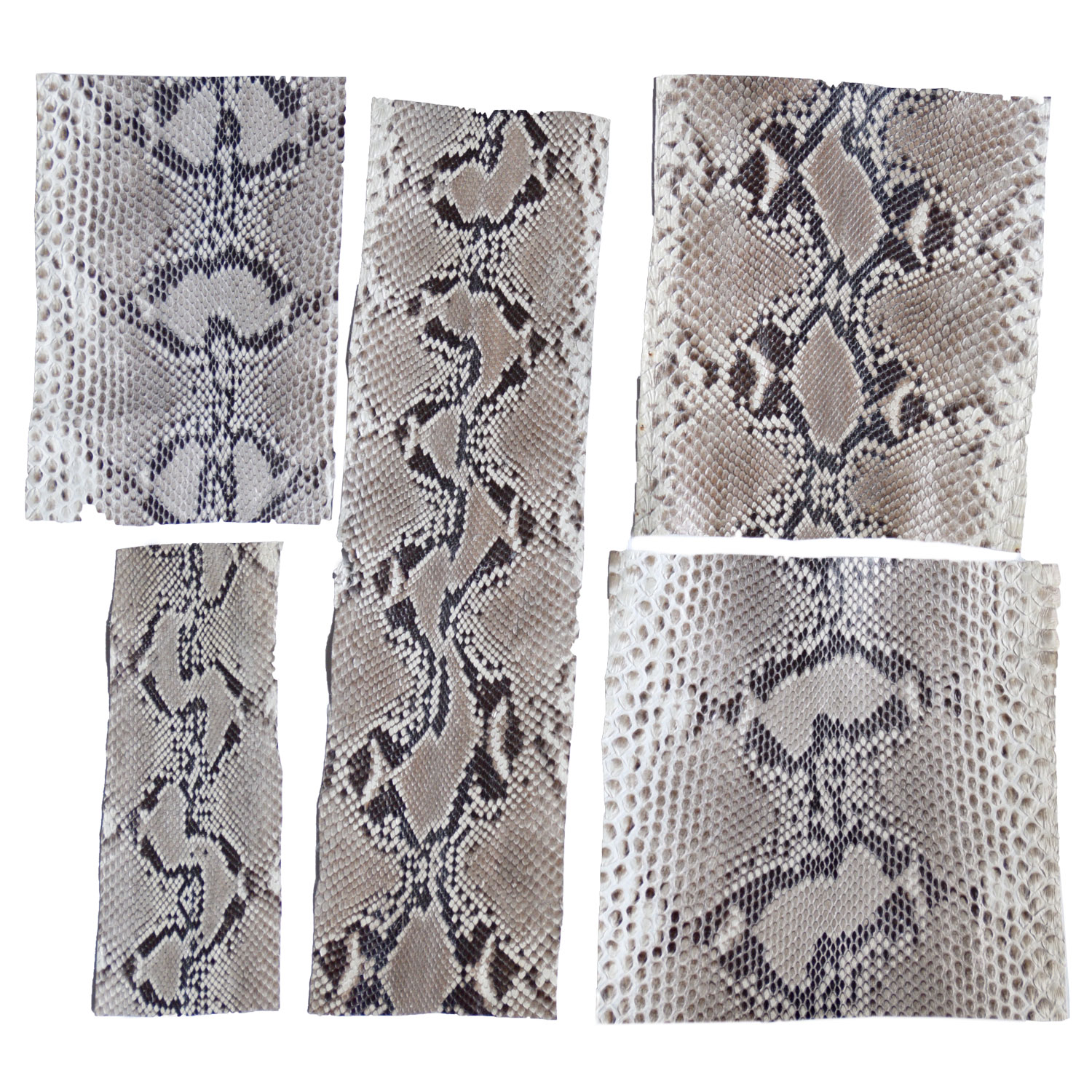 Snakeskins Python Snakeskin Pieces