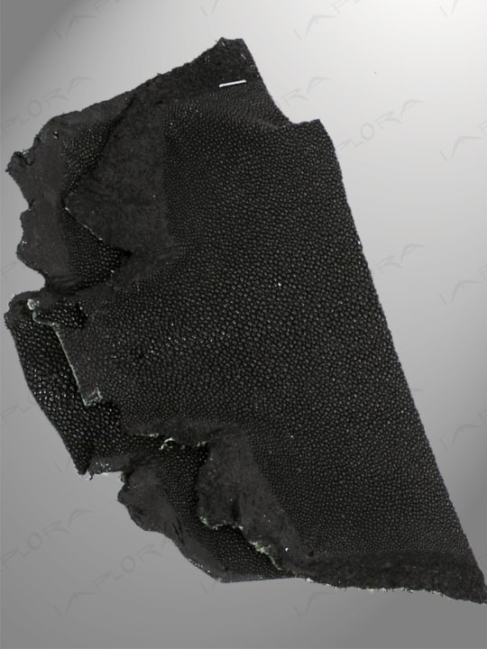 Free Shipping on Black Genuine Stingray Bottom Part Scraps (2 pcs)