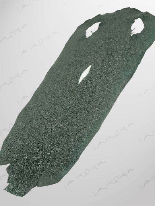 Free Shipping on Implora Green Stingray Leather
